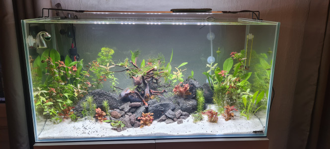 Mon premier aquarium J+7