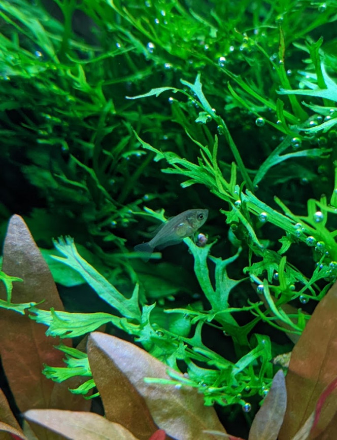 L'alevin gourami a 3sem L'alevin gourami a 3sem. 
Le petit de 2sem pousse aussi !

On voit leurs filaments qui poussent