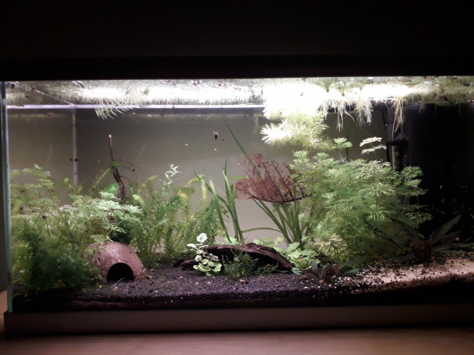  Après une longue bataille, d abord contre les hydres (plus vu une depuis 8 jours, j espère que cette fois c'est la bonne), puis contre les points blancs sur les guppys (moitié de pertes chez les poissons), et enfin contre les vers (bataille perdue là aussi, j ai perdu le reste des guppys), le 60l n est plus peuplé que d'escargots et de red cherry. Pour le moment je m'en tiens là pour ce bac, ce sera un spécial invertébrés. Prochain ajout prévu : un asolene spixi pour prévenir le retour des hydres.
