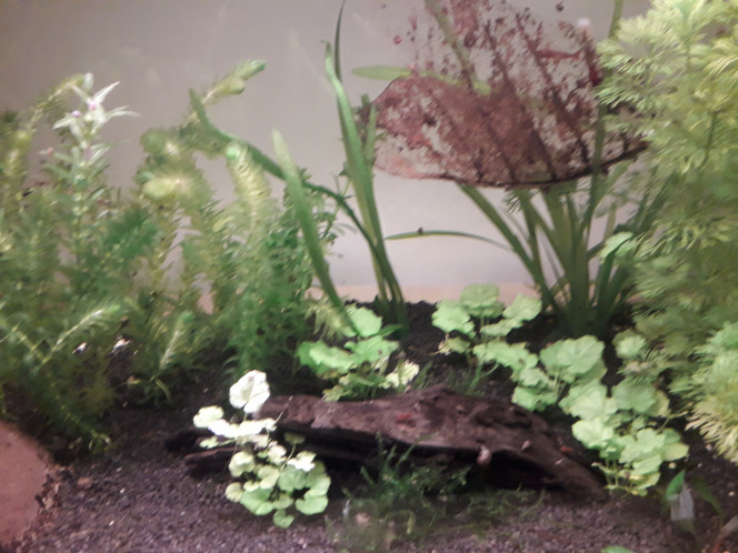  Après une longue bataille, d abord contre les hydres (plus vu une depuis 8 jours, j espère que cette fois c'est la bonne), puis contre les points blancs sur les guppys (moitié de pertes chez les poissons), et enfin contre les vers (bataille perdue là aussi, j ai perdu le reste des guppys), le 60l n est plus peuplé que d'escargots et de red cherry. Pour le moment je m'en tiens là pour ce bac, ce sera un spécial invertébrés. Prochain ajout prévu : un asolene spixi pour prévenir le retour des hydres.