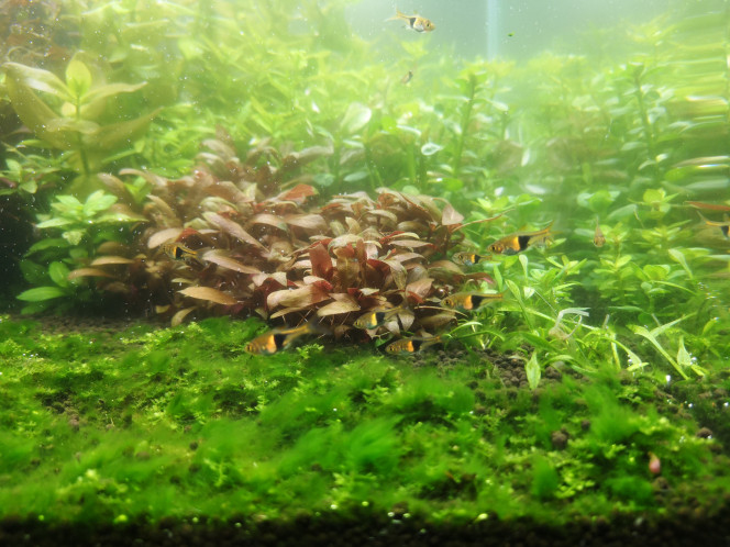 Photographie du post de Wakame 