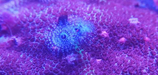 Vers spirographe sur porite 