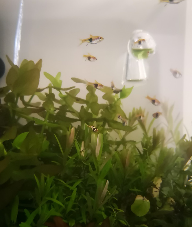 Photographie du post de Wakame 