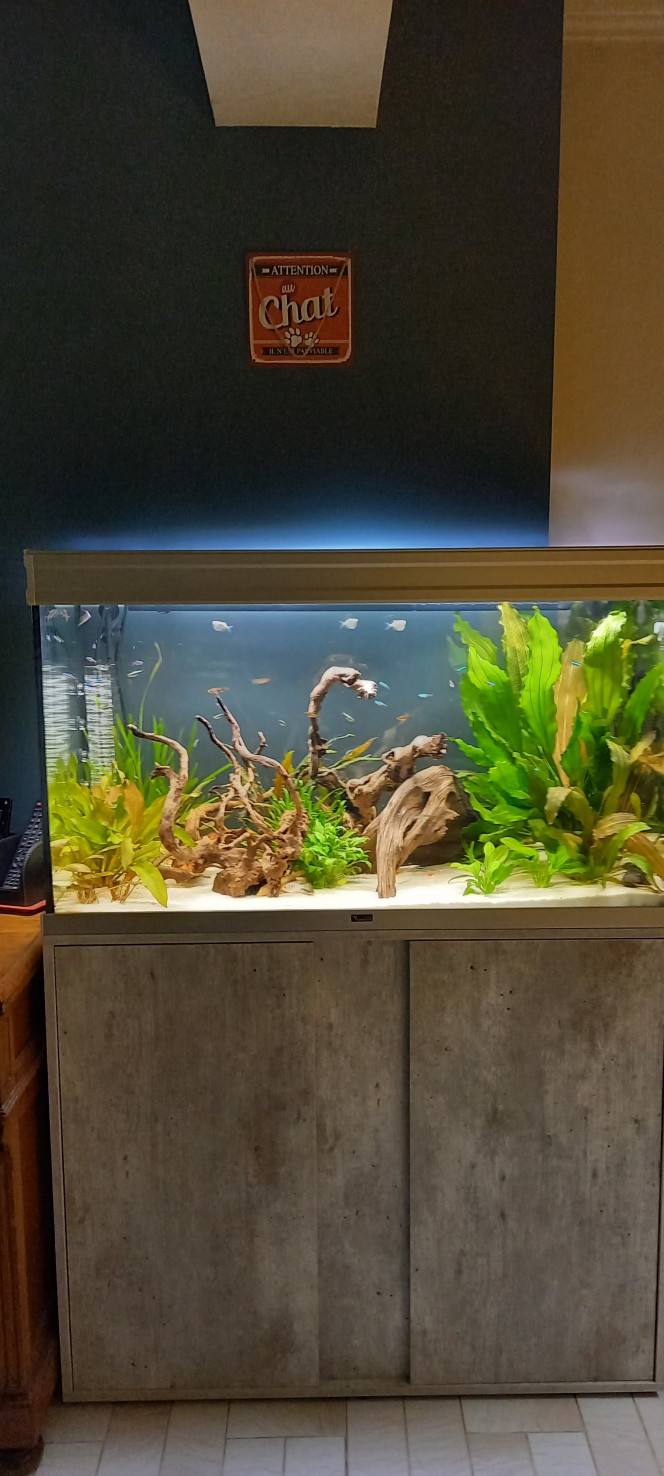 200 L amazonnien Neons, ramirezi, 1 leatacara adopté, corydoras, etc 
Filtre externe e 150
Diffusion de co2
Ph 6,65 ~
Température 25 °C