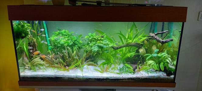 180 L tendance asiatique Gourami chocolat, colisa chuna, 2 tateurs, mealaetonia praecox , kuhli ...
2 filtres externes eheim
Rampe led juwel helialux
Ph 6,2
Temp 26,5 °C