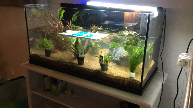 Remplissage J’ai nettoyé l’aquarium : du sable résiduel, du calcaire sur les vitres.
Puis j’ai rincé et installé le fond : 15L de Manado et 15kg de sable de Loire.
J’ai acheté des billes d’argile pour le filtre mais je me suis trompé de taille et la cartouche ne rentre pas. Du coup j’ai mis les billes dans une chaussette que j’ai glissée au fond du filtre, puis une mousse verte puis une mousse bleue.
J’ai mis une racine achetée en magasin et des pierres.
J’ai acheté 10 plantes mais il est tard, je les mets dans l’eau et je continuerai demain.