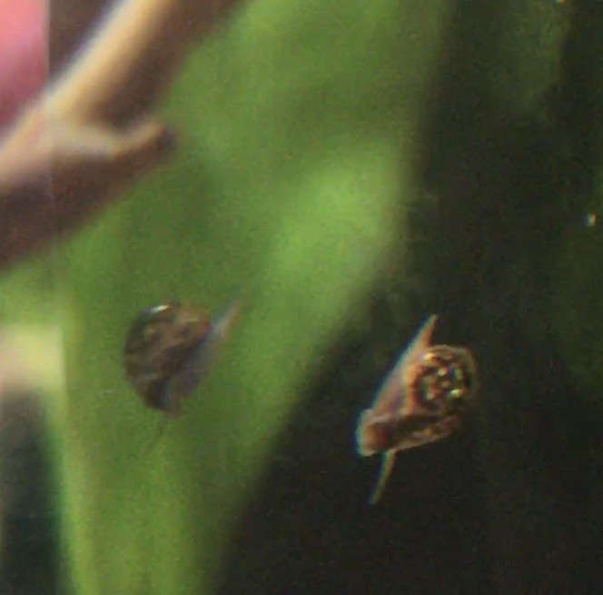 Un escargot Il a dû sortir d’une des plantes, il est minuscule.
Quelqu’un saurait dire à qui on a à faire ?

En tous cas il va devoir résister à la tempête biochimique qui se prépare …