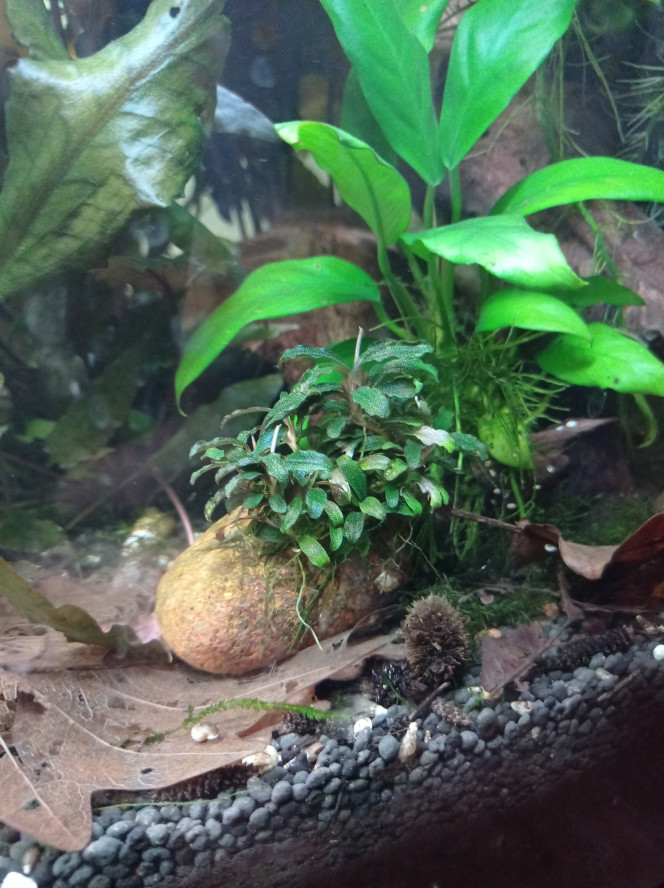 Buce #1 (wavy green ?) 