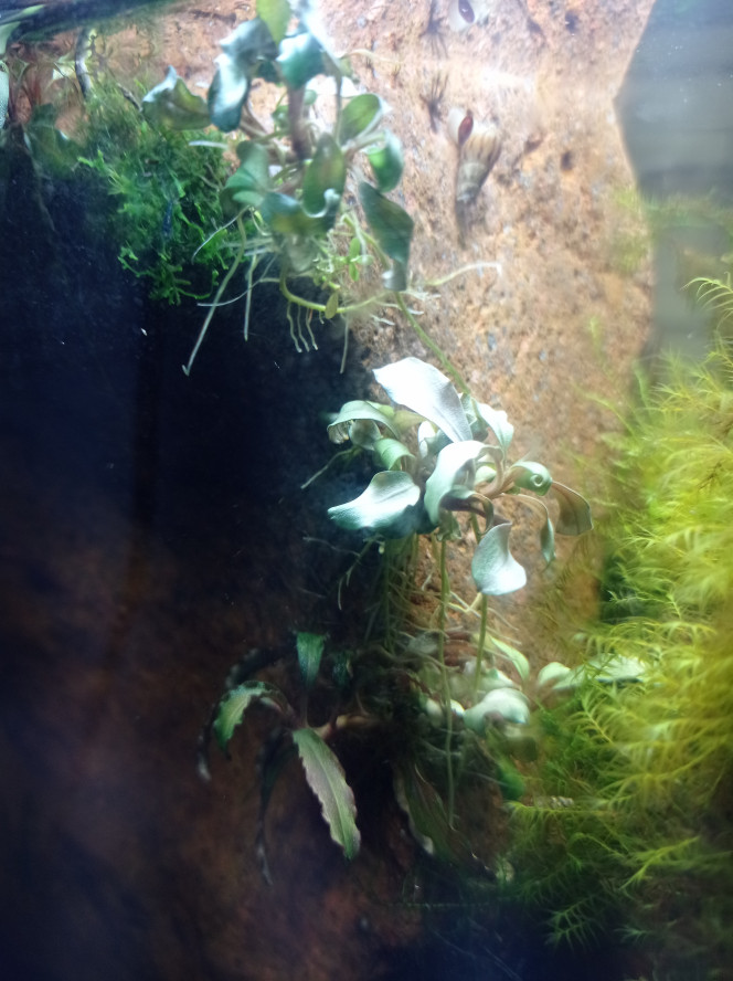 Buce #10 white qq chose 