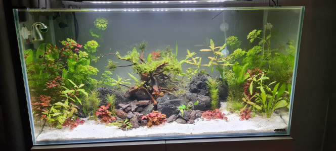 Mon premier aquarium 2 semaine après démarrage 
Apparition de quelques algues verte filamenteuse 
Léger siphonage du fond nettoyer des algues et remplacer 20% eau avec eau osmosé car sol nutritifs 
Dites-moi si mes valeurs vous semblent correcte 
( test en bande) et ajout de bactéries au démarrage
Nitrate environ 10
Présence de Nitrate je pense que mon pic est en cours 
Gh 9/10
Kh 4
Ph 6.8
Mais les algues semblent vouloir bien s'installer 
J'ai remarqué aussi un petit algues verte qui re semblent à une petite mousse sur mes racines des petits rond de 1 millimètres environ.
Dites-moi ce que vous en pensez merci d'avance.