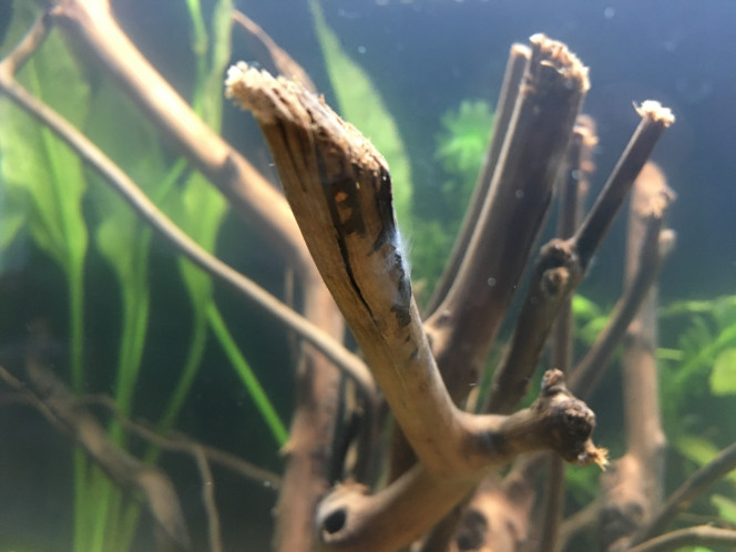 Voile blanc et escargot Un nouvel escargot observé, est-ce aussi une physe ? Je crois que je vais m’acheter une loupe !

Sinon j’observe un voile blanc naissant, sur une branche de la racine.