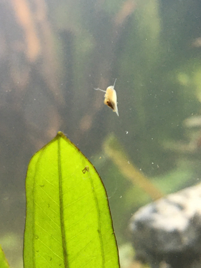 Voile blanc et escargot Un nouvel escargot observé, est-ce aussi une physe ? Je crois que je vais m’acheter une loupe !

Sinon j’observe un voile blanc naissant, sur une branche de la racine.