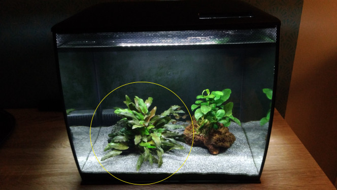 Photographie du post de aquario78 