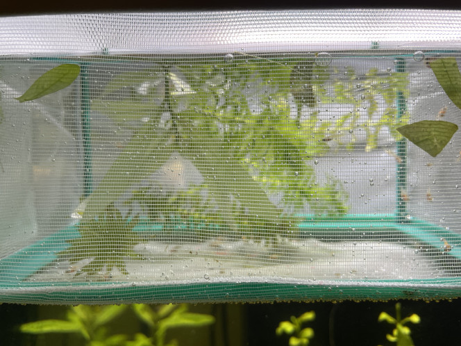 Photographie du post de guppymolly 