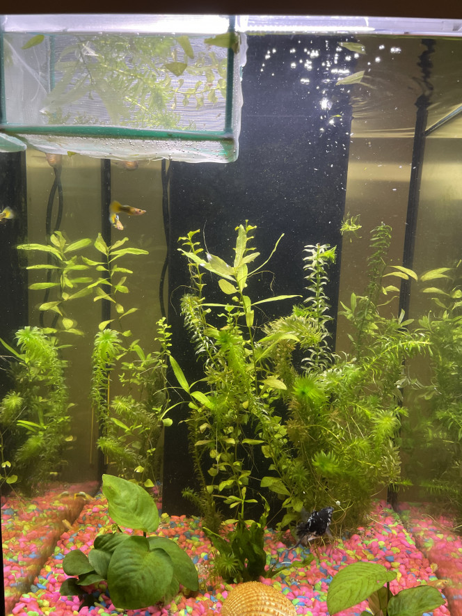 Photographie du post de guppymolly 