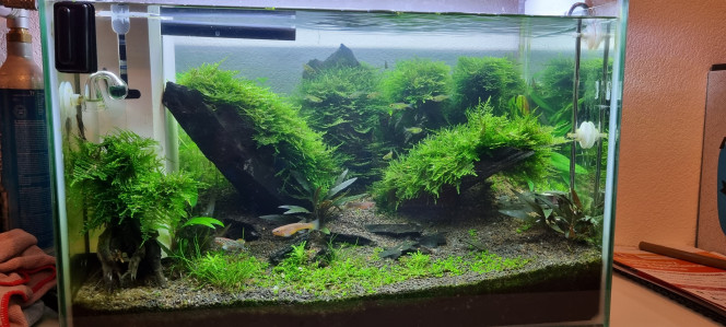 3 mois après! Mon aquarium 3 mois après, quelques modifications entre temps car rien n'est jamais parfait. Mais je suis plutôt satisfait du résultat. Paramètres stables, les plantes poussent bien avec de belles couleurs et les poissons vivent bien. cap des 3 mois passé au top, road to the 6 month! ;)