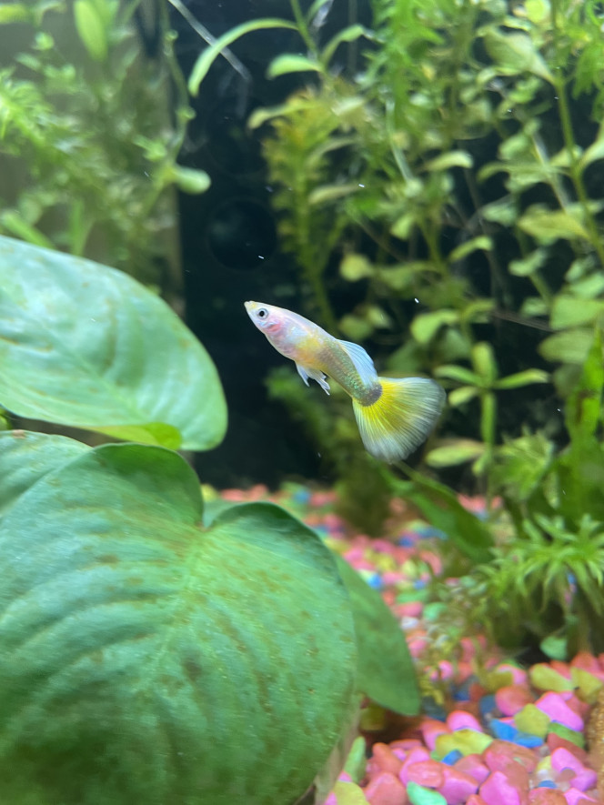 Photographie du post de guppymolly 