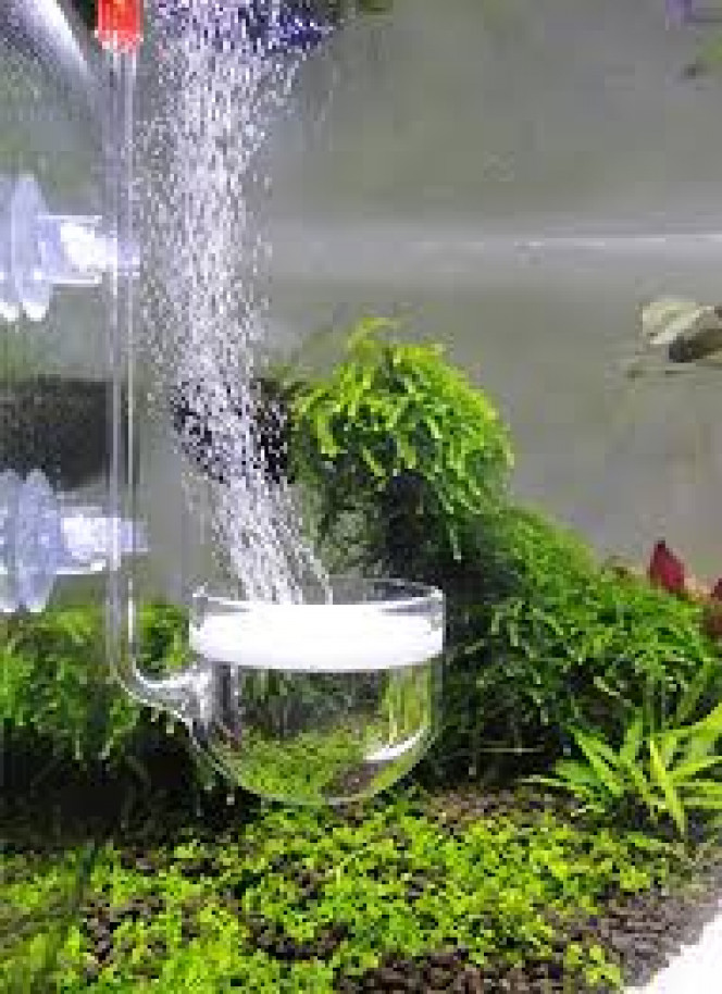 Photographie du post de Aquagarden83 
