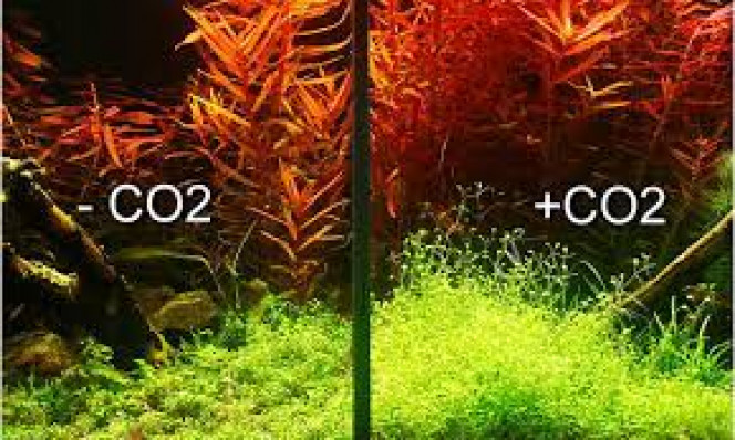 Photographie du post de Aquagarden83 