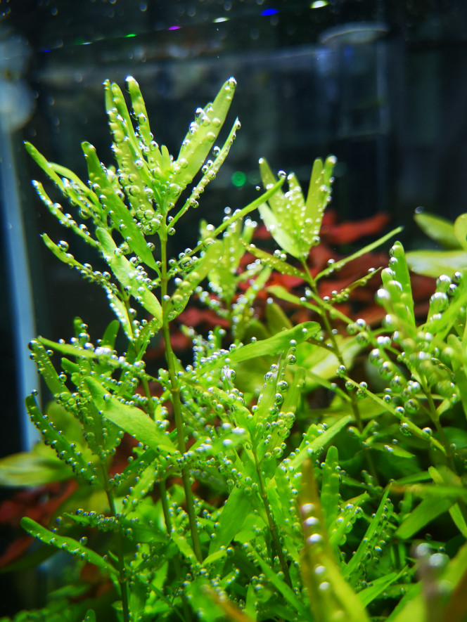 Photographie du post de Wakame 