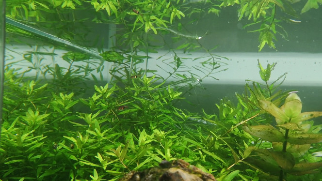 Photographie du post de Wakame 