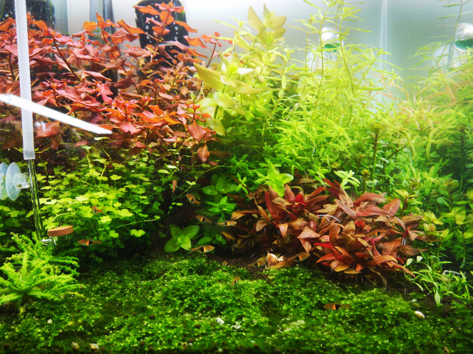 Photographie du post de Wakame 