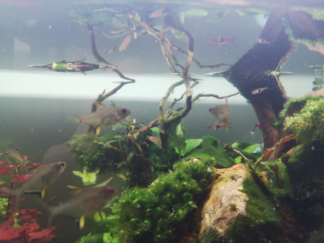 Photographie du post de Wakame 