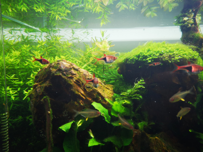 Photographie du post de Wakame 
