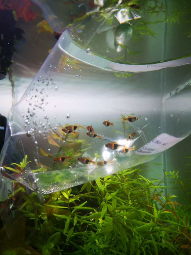 Photographie du post de Wakame 