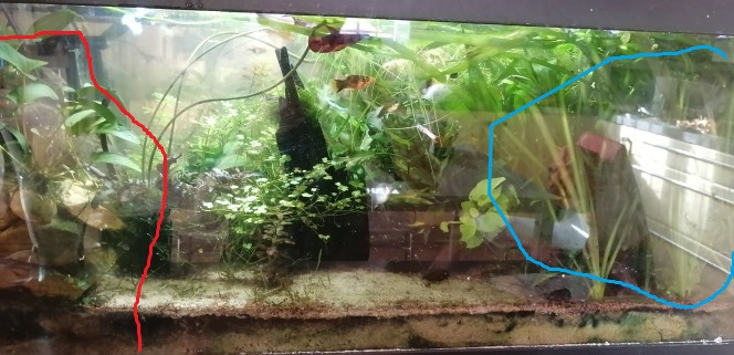 Photographie du post de Aquagarden83 