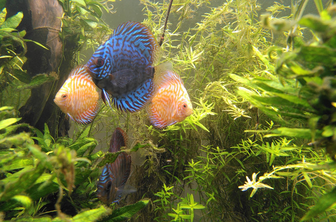 Nouveaux arrivants Les voici, les voilà! Depuis le temps qu'on les attendait! 4 beaux discus. 2 supplémentaires vont bientôt les rejoindre.