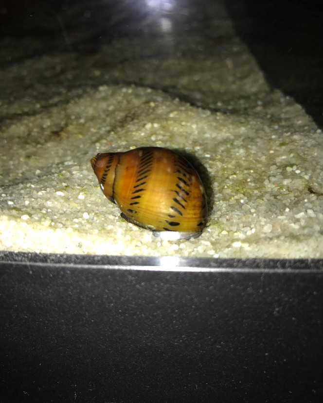 neritina turrita 