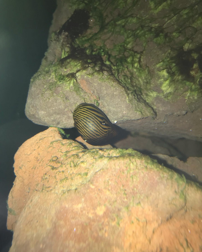 neritina natalensis 
