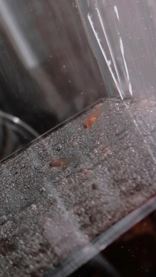 Photographie du post de aquariophilie2022 