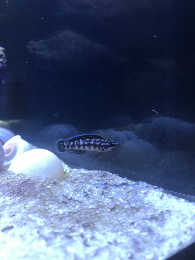 Julidochromis sp kombe 