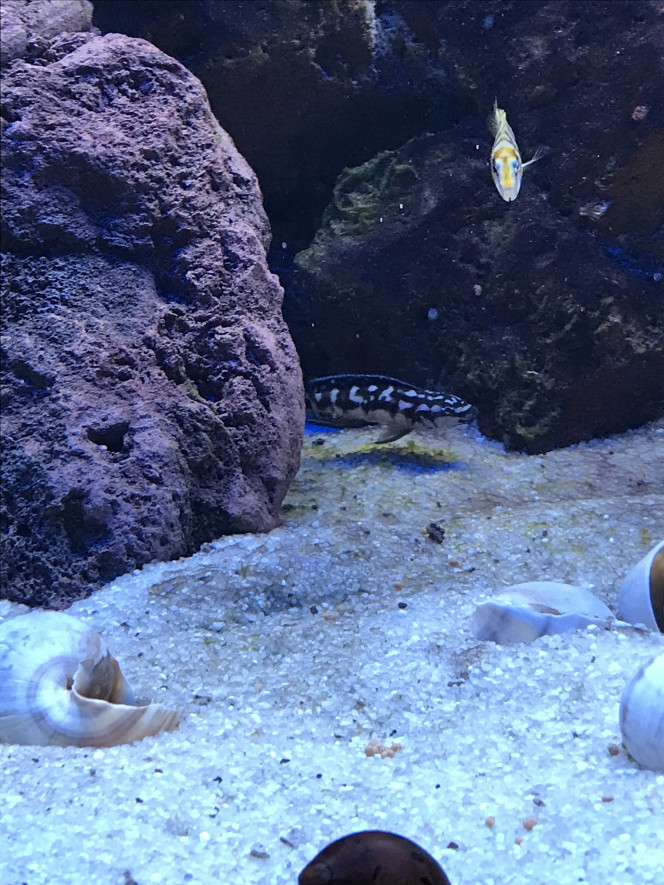 Julidochromis sp kombe 