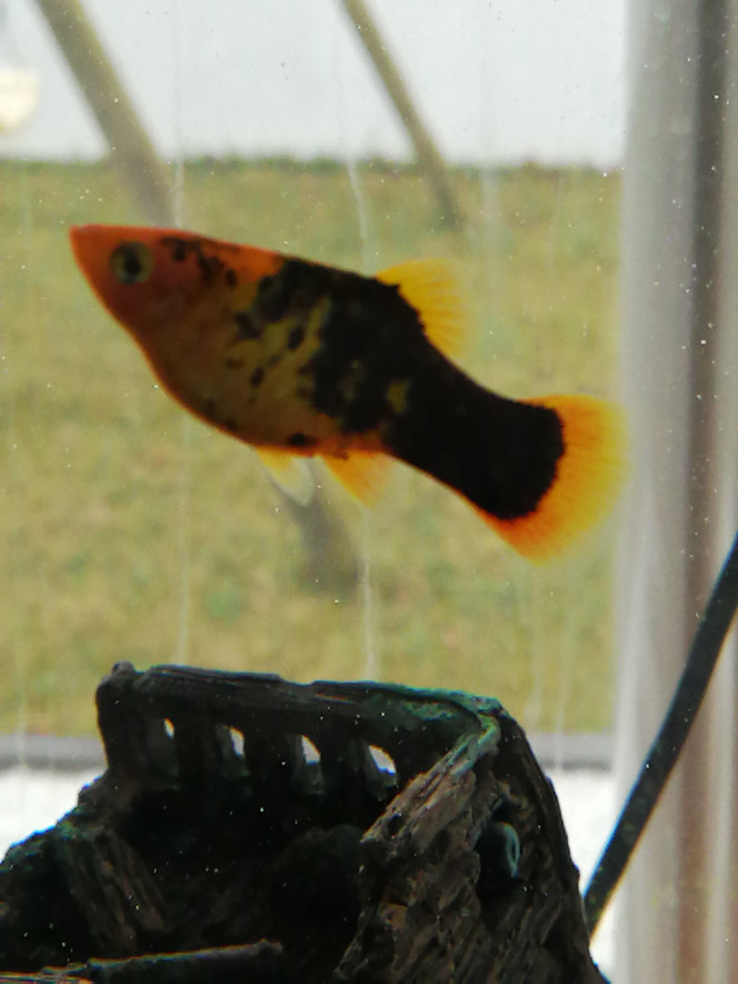 Photographie du post de aquariophilie2022 