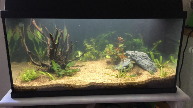 En eau ! Et voilà mon deuxième premier aquarium mis en eau, avec 60L d’eau récupérés de l’ancien, le sol et les masses de filtration.
Je vais laisser retomber tout ça et refaire un test de tout  demain ou samedi.

Bon ! J’espère qu’il ne fuira pas celui-là !!