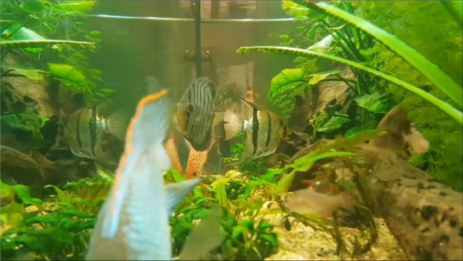 Live stream J'ai scotché un vieux téléphone sur le côté de l'aquarium, ça filme en direct 24h/7.

https://www.youtube.com/channel/UChRujxg5oI6aNNuyyi4xKsg/live