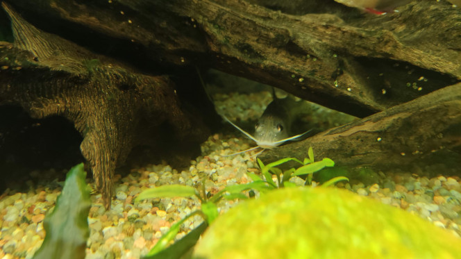 La moustache du pimelodus repousse ! La barbille gauche de mon pimelodus pictus a été sectionnée il y a 2 semaines (coincée dans une branche peut-être). Il n'en restait qu'un centimètre.

Mais elle repousse ! Malgré la qualité de la photo, on peut voir une nouvelle barbille plus fine qui repousse sur les restes de la précédente.

Affaire à suivre.