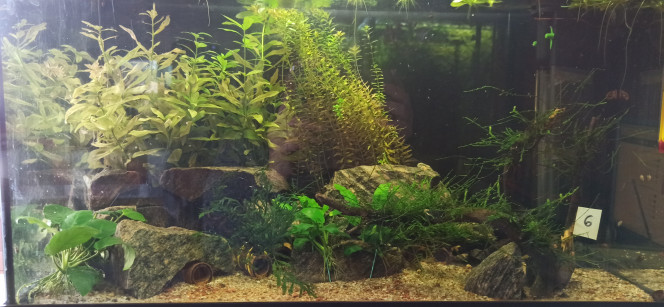 60L Diminutus Petit bac servant également à stocker certaines boutures issues de mes tailles (rotala et Hygrophila, Microsorum et Anubias Pinto).
Il est occupé actuellement par 6 Cambarellus Diminutus : 1 mâle, 4 femelles et 1 juvénile.