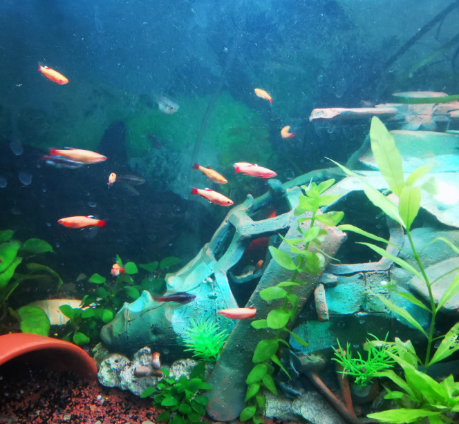 Fil d'actualité, forum aquarium, forum poisson, un espace d'échanges et des  forums de discussions réservés aux aquariophiles passionnés d'aquarium et  d'aquariophilie