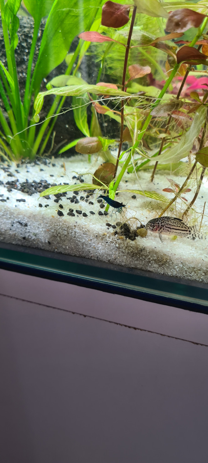 Mon premier aquarium Après 1 mois de cyclage tous les témoins au vert
Voilà les premières pensionnaires 8 corydoras et 8 neocaridina davidi bleu