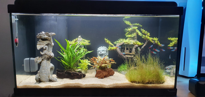 Mon premier aquarium 