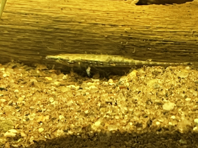 indostomus crocodilus Deux indostomus dans le 96 litres. 
Poisson très difficile à maintenir eau extrêmement douce ph6.5 gh3 kh1, espèce à maintenir dans un aquarium spécifique !