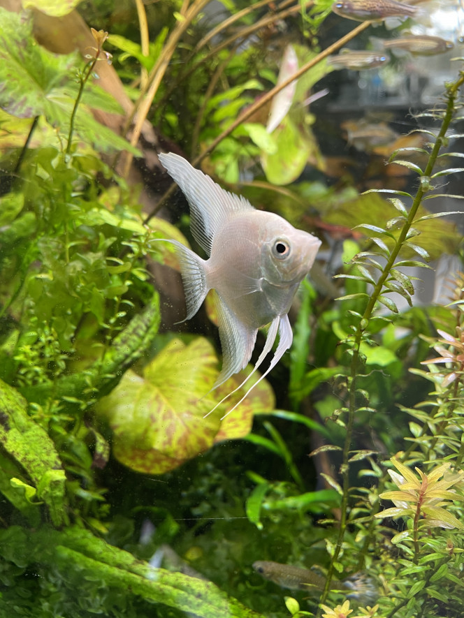 Le extra white Acheter chez oxyfish dans le nord je recommande !!
