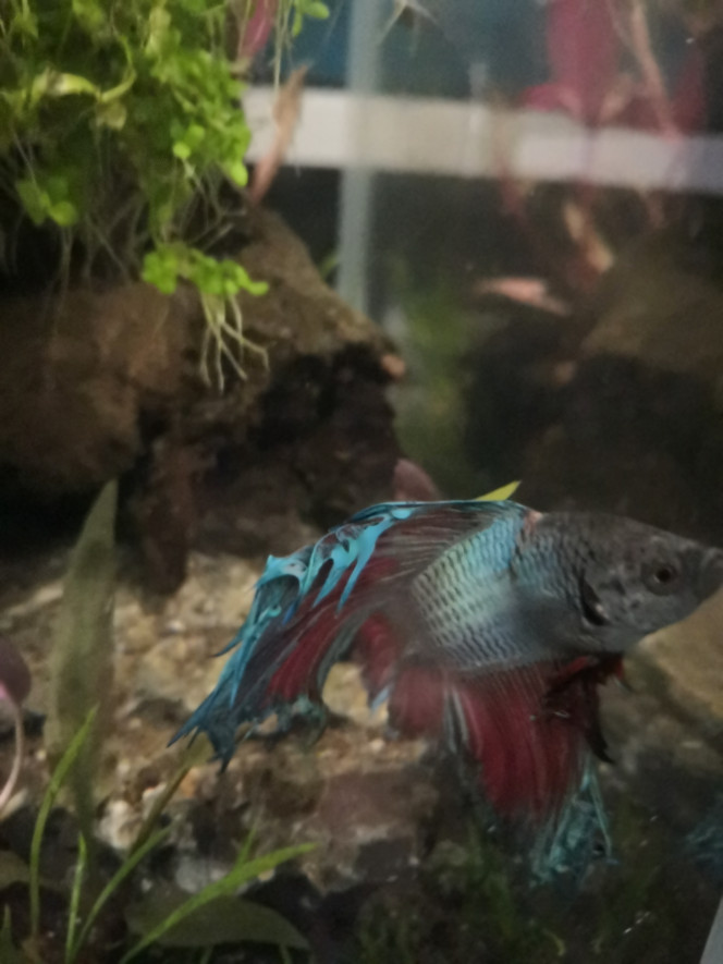 Betta splendens... Ou  bêta dans toute sa splendeur! Cette magnifique andouille de Love a réussi à se coincer la tête dans sa noix de coco ! Après moment de deuil, je me suis rendu compte qu'il était encore bien vivant... Mais bien coincé ! Après l'avoir littéralement " dévissé d'1/4 de tour", il est bien vif, pas traumatisé mais bien blessé quand même. Dans l'urgence j'ai viré la mousse de l'exhausteur  et mis du Temerol + 1 bulleur léger. J' espère ne pas avoir fait de bêtise ( adieu mon bac cyclé !)