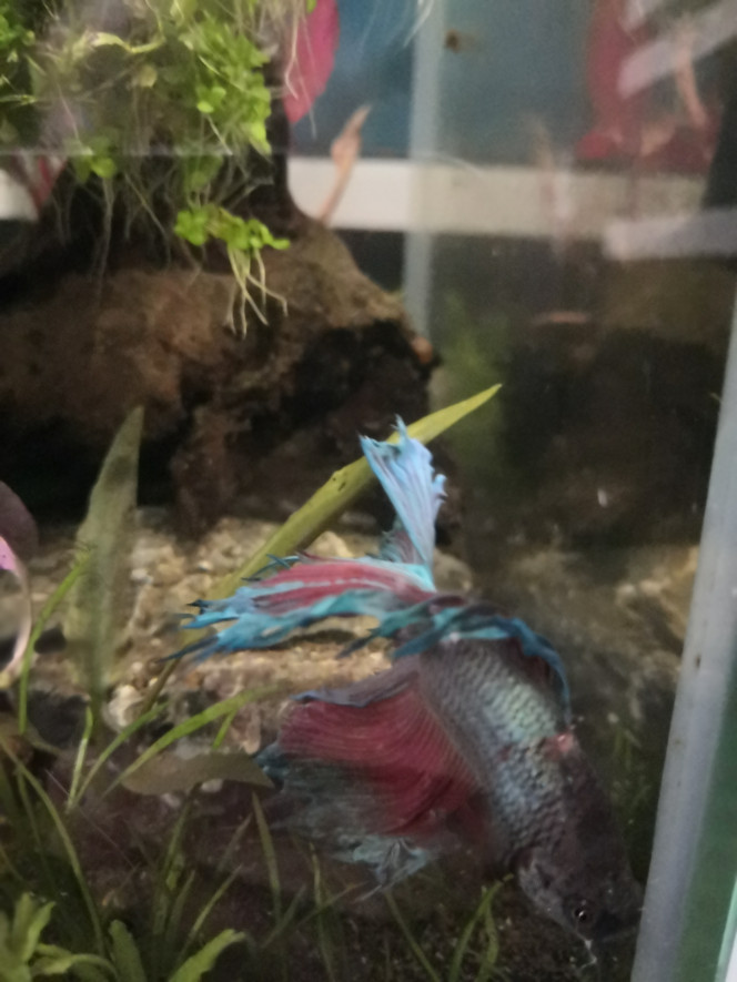 Betta splendens... Ou  bêta dans toute sa splendeur! Cette magnifique andouille de Love a réussi à se coincer la tête dans sa noix de coco ! ?‍♀️. Après moment de deuil, je me suis rendu compte qu'il était encore bien vivant... Mais bien coincé ! Après l'avoir littéralement " dévissé d'1/4 de tour", il est bien vif, pas traumatisé mais bien blessé quand même. Dans l'urgence j'ai viré la mousse de l'exhausteur  et mis du Temerol + 1 bulleur léger. J' espère ne pas avoir fait de bêtise ( adieu mon bac cyclé !)