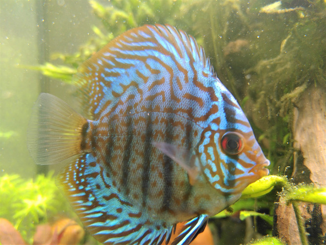 J+7 après arrivée des Discus Pour le moment, ça se passe pas mal du tout. Un peu d'agressivité naissante entre les 2 bleus, ce qui a l'inconvénient de générer du stress et l'avantage de laisser les jaunes un peu tranquilles. J'ai ajouté un peu de tourbe (dans l'isoloir en haut à droite) : il parait que ça aide à destresser (pas autant que les feuilles de Catappa, mais j'ai fait avec ce que le magasin avait ?). Dimanche, deux Marldoro sont venus rejoindre le groupe de, désormais, 6 individus. Pour le moment, les nouveaux venus sont plutôt bien acceptés. Pas d'alerte pour le moment. Pourvu que ça dure....

PS : Comme vous pourrez le constater, il reste quelques problèmes résiduels d'algues, mais très franchement, c'est beaucoup mieux que ça n'a été. D'ailleurs, je me permets de vous partager un retour d'expérience sur une initiative que j'ai pris. J'ai souvent lu dans la la littérature qu'une feuille sévèrement atteinte par de l'algue barbe ou de l'algue pinceau était très probablement perdue, et qu'il n'y avait pas d'autre alternative que de la supprimer. J'ai décidé de désobéir à ça, et de me contenter de m'attaquer à la cause du problème (en l'occurence, des phosphates beaucoup trop élevés) sans supprimer la moindre feuille. Résultat des courses : les algues finissent par mourir (processus pas encore terminé) et les feuilles restent quasiment intactes. Donc, encore une fois, "PATIENCE" reste le maître mot de la discipline ?

A bientôt les amis!