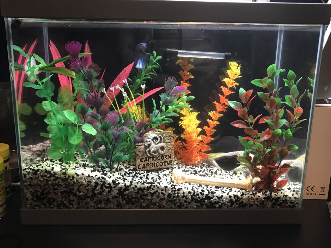 Mon aquarium Un combattant, 3 crevettes red cherry, un escargot mangeur d’algues et 3 coradora poivre et sel